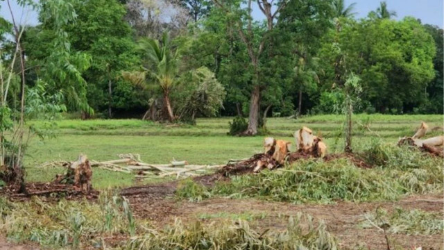 Người phụ nữ đang mang bầu 7 tháng đã bị sét đánh trúng khi đang trú dưới gốc cây. Ảnh: Thaiger. set1.png