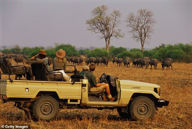 Năm ngoái, hai du khách người Mỹ cũng bị voi tấn công tử vong ở Zambia. Ảnh: Getty. voi12.png