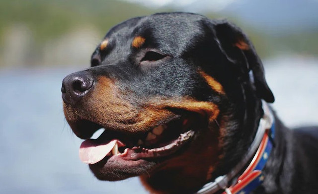 Bé 4 tháng tuổi đã bị chú chó Rottweiler cắn tử vong. Ảnh minh họa. chucho.png