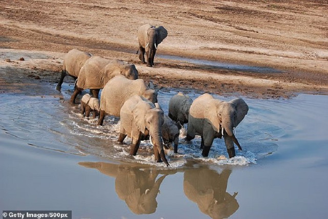 Vụ việc xảy ra tại Công viên quốc gia South Luangwa, Zambia. Ảnh: Getty. Vụ việc xảy ra tại Công viên quốc gia South Luangwa, Zambia. Ảnh: Getty.