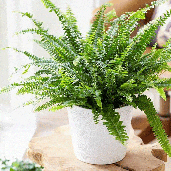 Dương xỉ vốn là loài cây dại chủ yếu mọc ở ven suối ẩm và nơi râm mát. Tán lá đẹp, xanh mướt quanh năm lại có tác dụng thanh lọc không khí nên dương xỉ được đưa lên chậu làm cảnh. Ảnh: Internet