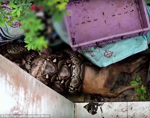 Kinh hãi cảnh trăn khổng lồ nuốt chửng chó nhà