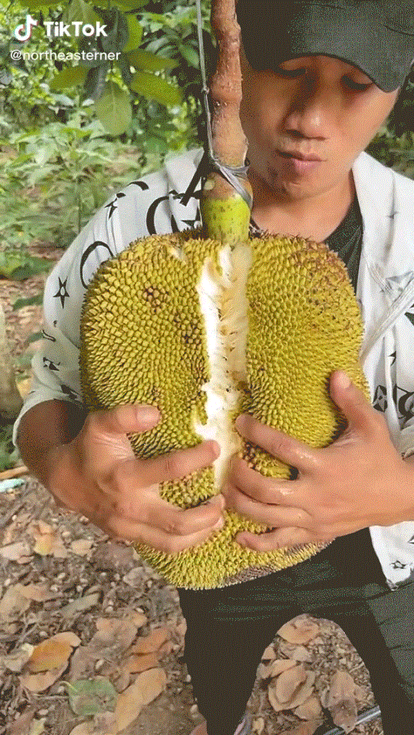 Việc bổ mít cũng là màn khiến cư dân mạng vô cùng háo hức, mong chờ chẳng kém gì lúc bổ dưa hấu.