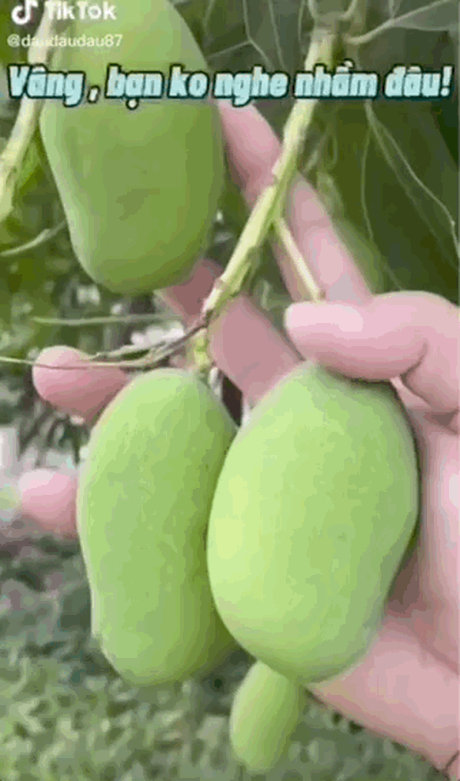 Trước đó, một thanh niên đã đăng tải đoạn clip về một con đường mà từ trước tới sau, từ đầu đường tới cuối đường đều được trồng xoài làm bóng mát.