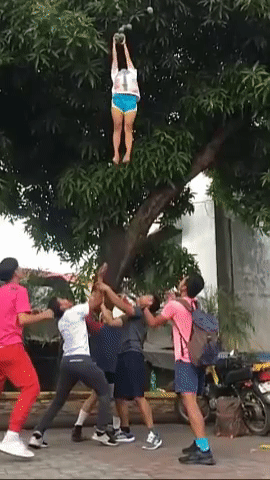 Không phải ai cũng có kỹ năng "hái trộm xoài", và để làm được chuyện này, bạn cần phải có những "mánh khóe". Điển hình như mới đây, đoạn clip ghi lại cảnh vặt xoài khiến ai cũng phải ngả mũ.