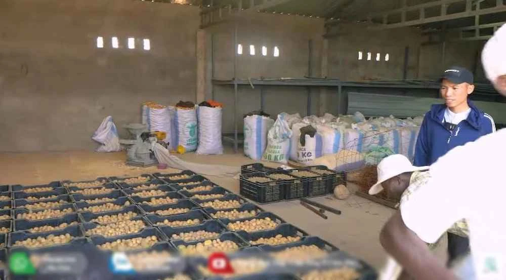 Quang Linh Vlogs bội thu khoai tây trái mùa, hé lộ số tiền thu về