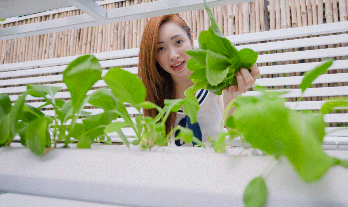 Đặc biệt, Chi Bảo còn xây dựng một vườn rau thủy canh để gia đình được ăn rau sạch. Ảnh chụp màn hình