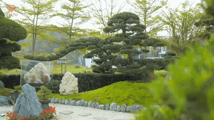 Trong đó, nhiều cây tuổi đời đã hơn 400 năm, thuộc hạng rất "có số có má" trong giới chơi cây nước Nhật.