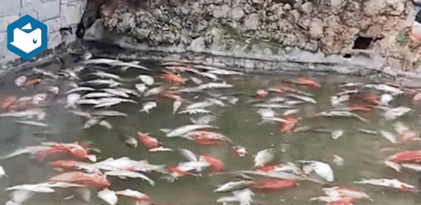 Khi chủ hồ cá nhận thấy có điểm bất thường, chưa kịp phản ứng thì cả đàn cá hàng trăm con đồng loạt phơi bụng chết trắng.