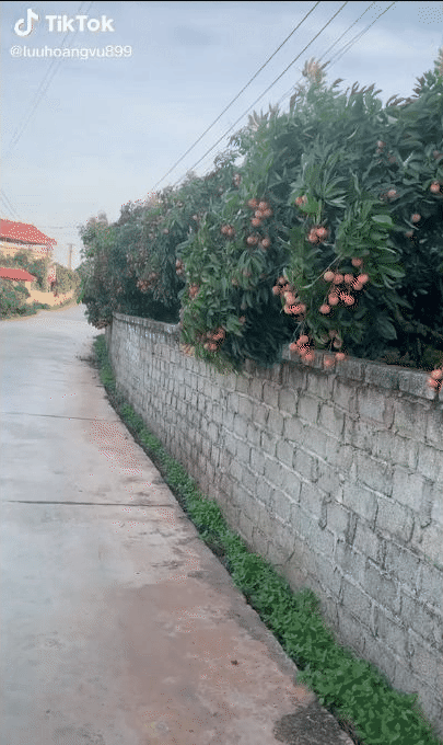 Trong video, có thể thấy cảnh những cành vải chín trĩu quả treo lủng lẳng ra phía ngoài hàng rào như mời gọi những người qua đường.