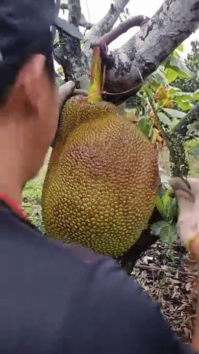 Những video bổ xẻ trái cây vẫn được dân mạng rất quan tâm. Cũng từ đây, rất nhiều chuyện "dở khóc dở cười" thu hút sự chú ý của dân mạng bình luận.