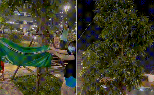 Mùa xoài chín, khắp nơi ở đâu cũng thấy dân tình khoe cảnh đi hái xoài. Người hái trong vườn, người hái ở cây trước ngõ, có người hái ở những cây trên đường.