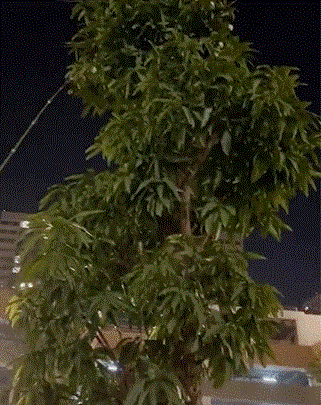 Mới đây, dân cư ở trong một khu dân cư cao cấp còn rủ nhau xuống hái ở những cây xoài trong khuôn viên khu.