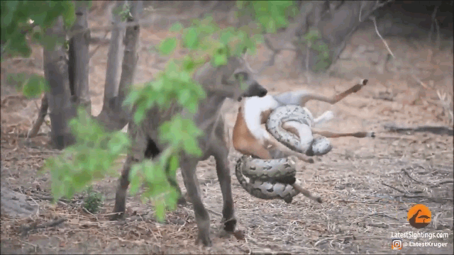 Video: Linh cau cuop moi cua tran da va cai ket bat ngo