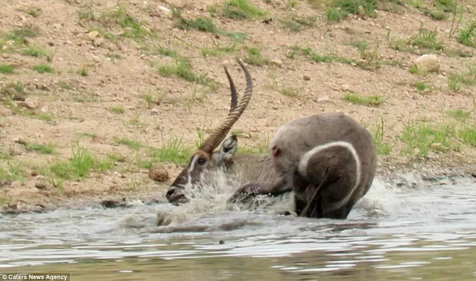 Kịch tính linh dương đá vêu mõm cá sấu để thoát hiểm