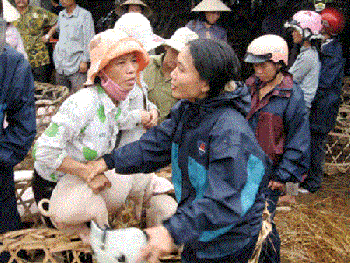 Chợ chỉ bán một mặt hàng là những chú heo 1- 3 tháng tuổi. Ảnh: Giadinhxahoi.