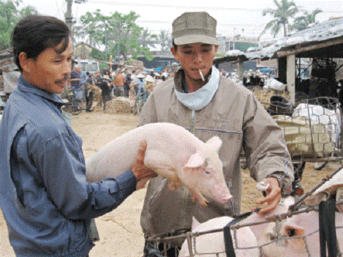 Giá heo con sẽ được thương lượng giữa người bán và người mua. Trung bình, heo trên một yến bán từ 40.000 đến 50.000 đồng/kg. Ảnh: Giadinhxahoi.