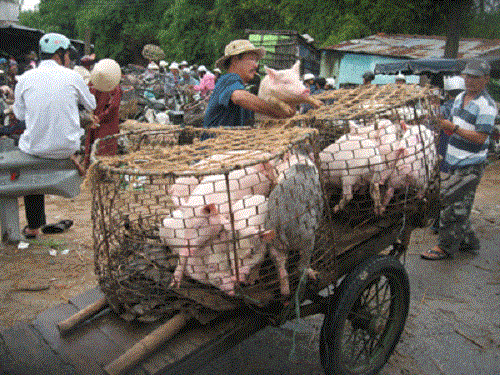 Heo con được nhốt vào lồng sắt hoặc tre rộng chừng một m2. Ảnh: Giadinhxahoi.