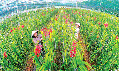 Vườn lan Huyền Thoại rộng 7ha với hàng triệu cành lan đủ sắc màu: đỏ, vàng, vàng chanh, vàng mai, vàng chao sunset, vàng nến....Ảnh: Saigondautu.