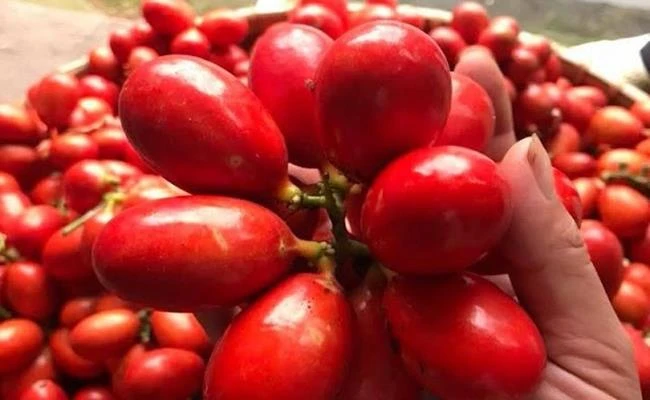 VN có loại quả “chảy ra máu”, vị thơm ngon có thể ngâm rượu