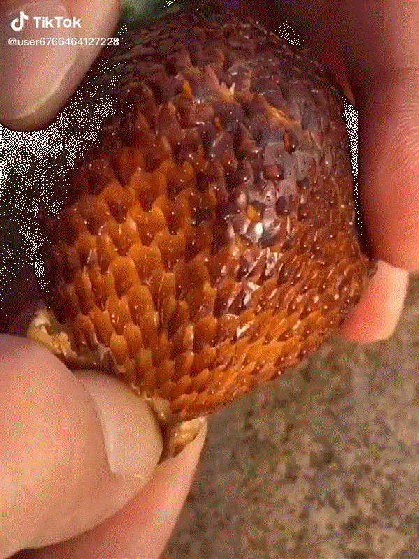 Mới đây, đoạn clip về một loại quả nhìn như dâu tây như lại có lớp vỏ rất giống với da rắn thu hút sự chú ý của nhiều người. Thậm chí, một số dân mạng còn cho biết nhìn loại trái cây này họ cảm giác "sợ quá", "nổi da gà"...