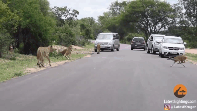 Bi truy duoi, huou duc tu lao dau vao bay su tu de nop mang