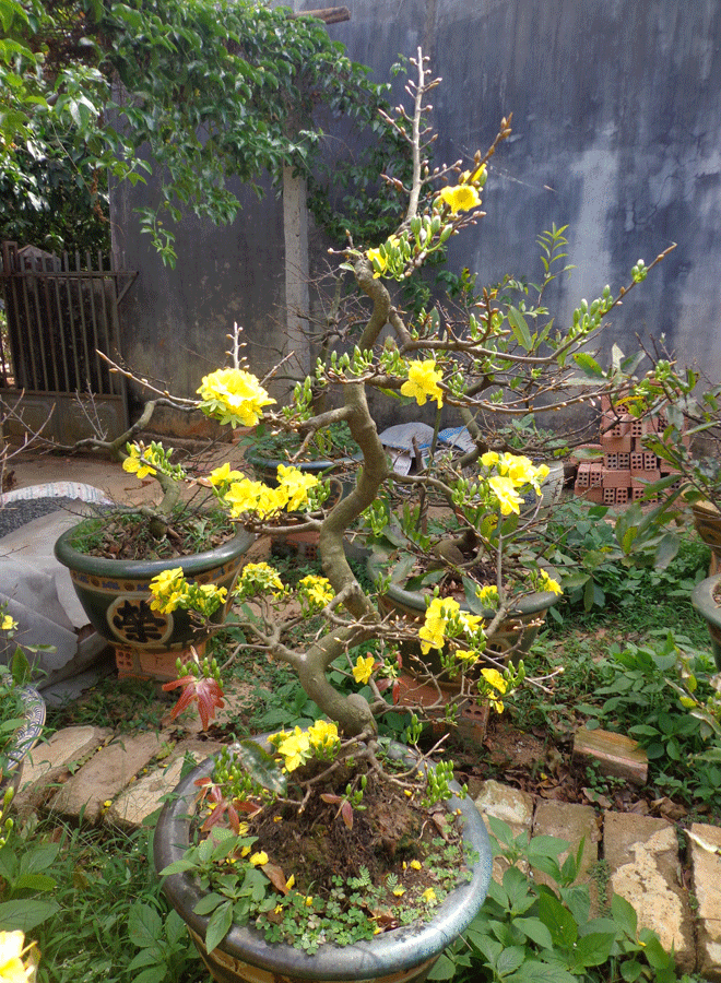 Nếu như hoa đào phổ biến ở miền Bắc thì mai vàng phổ biến trong ngày Tết ở miền Nam. Mai đắt ở lộc của cây, thế cây và kích cỡ cây.
