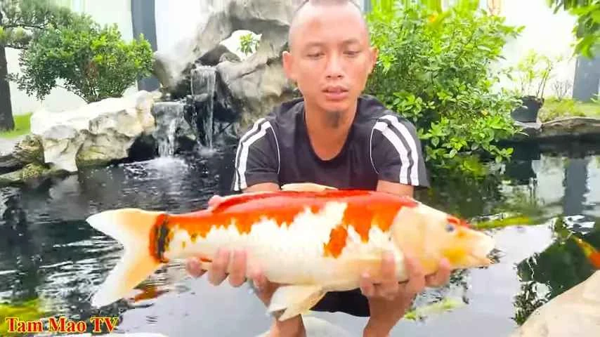 Chơi cá koi tiền tỷ, anh em Tam Mao TV bất ngờ gặp biến