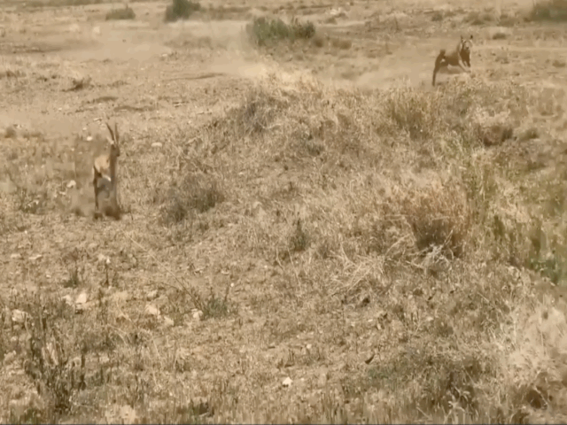 Sai lầm khiến linh dương bỏ mạng khi đối mặt chúa sơn lâm Sai lam khien linh duong bo mang khi doi mat chua son lam
