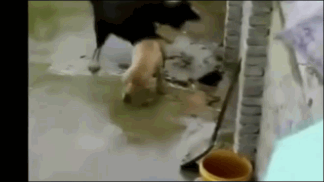 Video: Pitbull dai chien ngao Tay Tang va man “lat keo” kho tin