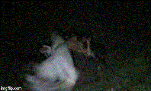 Dung do kinh hoang giua cua dua khong lo va chim dien