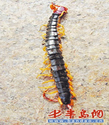 Không chỉ tại Việt Nam, mốt nuôi rết khổng lồ cũng từng xuất hiện ở Trung Quốc. Ảnh: Bandao.