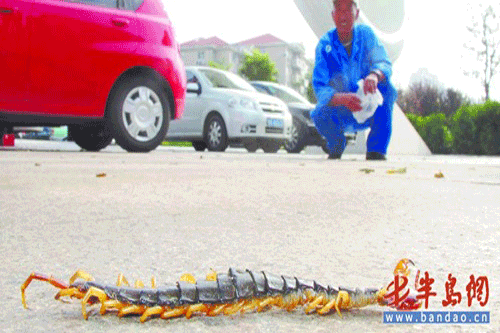 Các loại rết tại Trung Quốc nhập từ nước ngoài về, có nhiều chủng loại…giá từ 100 đến 300 tệ (khoảng 300.000 đến 900.000 đồng). Ảnh: Bandao.