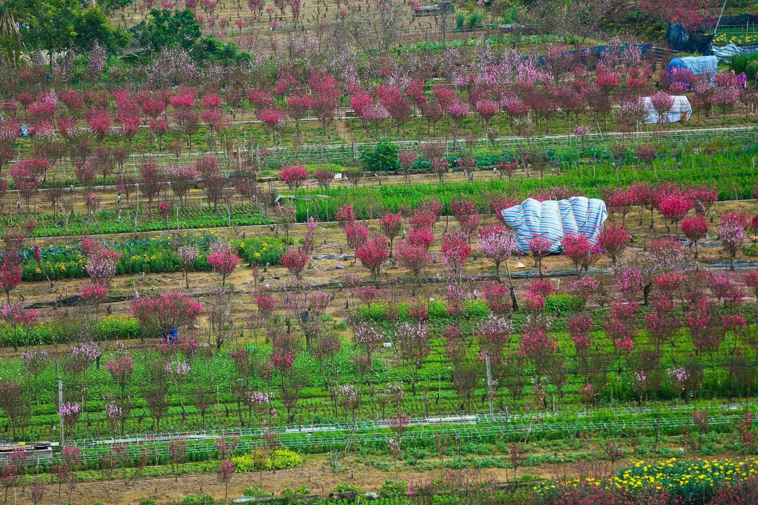 Làng đào Nhật Tân – Phú Thượng từ góc cao, mới lạ ra sao?