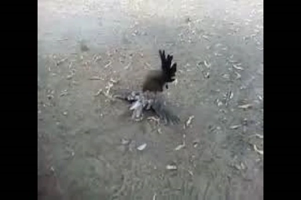 Video: Gà mẹ tấn công diều hâu, kẻ thù chết... không kịp nhắm mắt