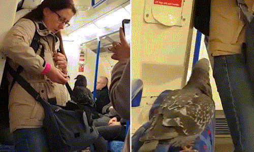 Chim bồ câu đi tàu điện ngầm ở thành phố London, Anh. (Nguồn Daily Mail)