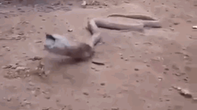 Clip: Nhầm chai nhựa là thức ăn, rắn hổ mang ngu ngốc suýt tự giết mình Clip: Nham chai nhua la thuc an, ran ho mang ngu ngoc suyt tu giet minh