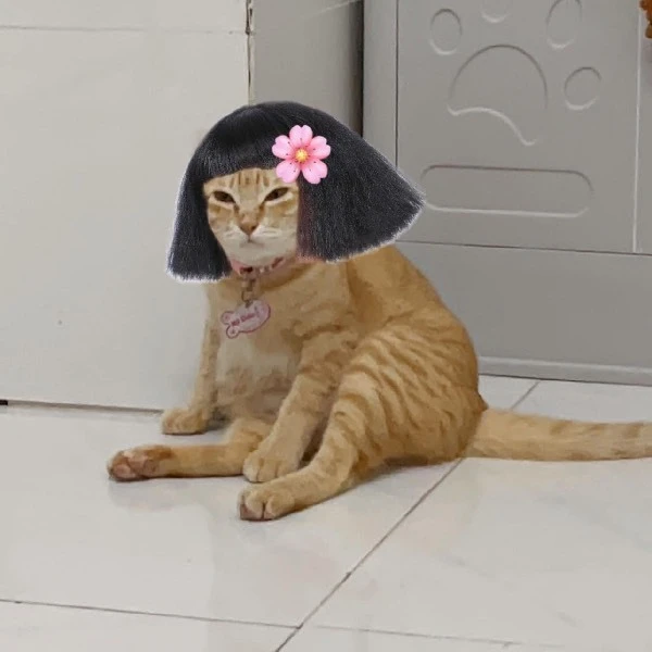 Chú mèo Mỹ Diệu có dáng ngồi đặc biệt bỗng thành "idol mạng"