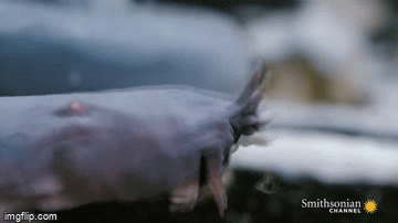 Sinh vat kinh di 300 trieu nam dien cuong chui vao bung xac