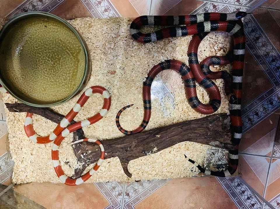 Nuôi rắn cảnh làm thú cưng xu hướng mới của giới trẻ năm 2025