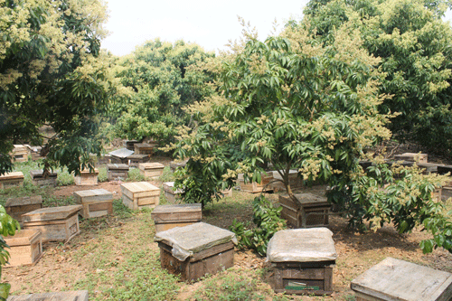 Trung bình một đàn ong cho thu nhập 15-20 lít mật/năm. Ảnh: Baobacgiang.