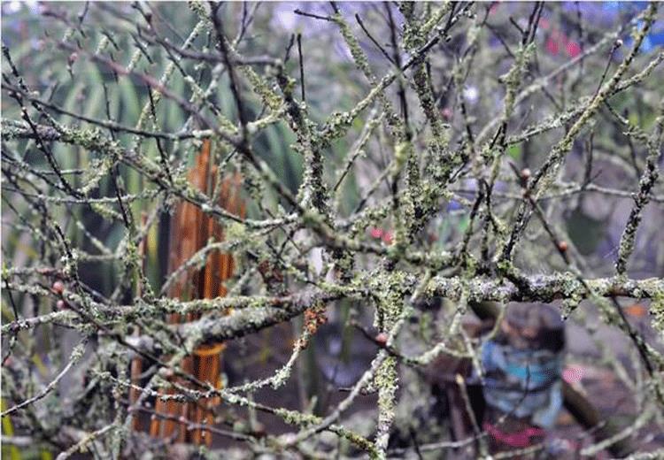 Những chậu đào phai mọc rêu có giá bán từ 2 triệu đồng/cây. Ảnh: Hatthocvang