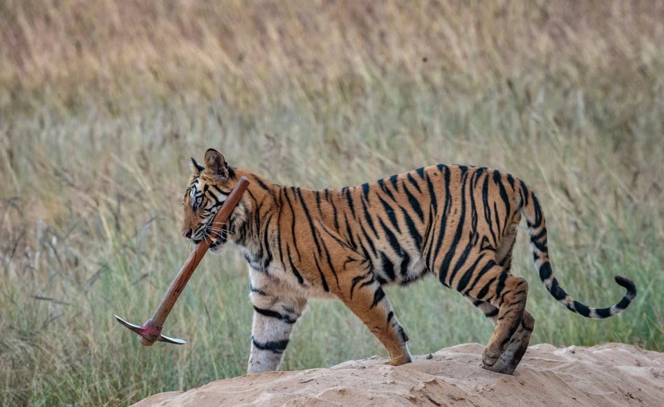 Ảnh động vật tuần: Hổ con tập làm... công nhân mỏ