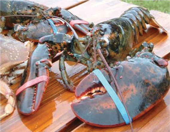 Năm nay, tôm hùm bán tươi sống và đông lạnh khoảng 340.000 đồng một con loại 500 gram, một triệu đồng một con loại 1-4 kg. Ảnh: Internet.