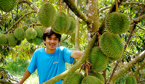 Trung bình, giá sầu riêng dao động từ 30.000 - 35.000 đồng/kg, mùa nghịch giá bán lên đến hơn 70.000 đồng. Ảnh: Zing.