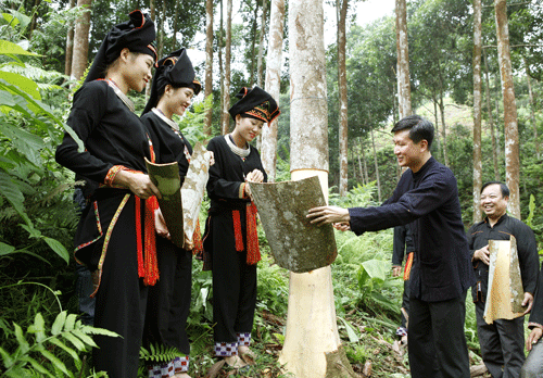 Theo thông tin từ TTXVN, năm 2017, giá bán quế ổn định ở mức cao. Vỏ quế khô bán với giá trung bình từ 30.000 - 40.000 đồng/kg, lá quế 2.000 - 3.000 đồng/kg, thân quế từ 15 cm trở lên bán với giá 1,5-1,8 triệu đồng/m3, tinh dầu quế từ 500.000 - 600.000 đồng/kg. Ảnh: Hoinongdan.