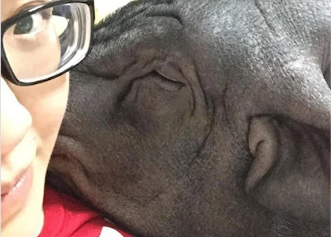 Gái xinh có sở thích lên giường... với lợn gây choáng