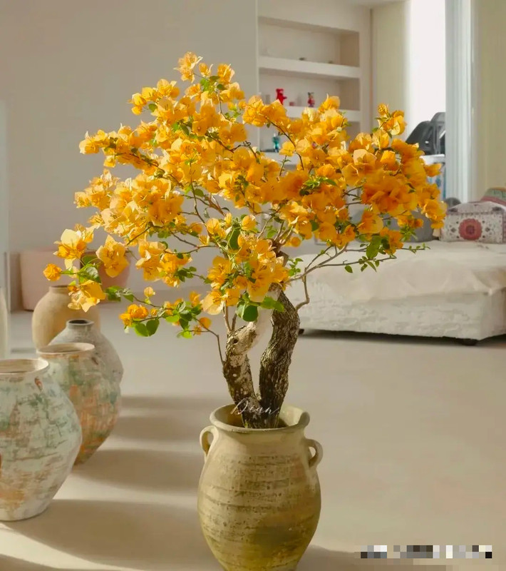 Cây hoa giấy là cây thân leo với cành lá sum suê nên theo người xưa, loài cây này tượng trưng có sự che chở, đủ đầy và hạnh phúc trọn vẹn, ngăn chặn tà khí, giúp gia đình bình an, hạnh phúc. Màu sắc hoa tươi sáng tượng trưng cho may mắn, phát tài, phát lộc. Ảnh minh họa Toutiao