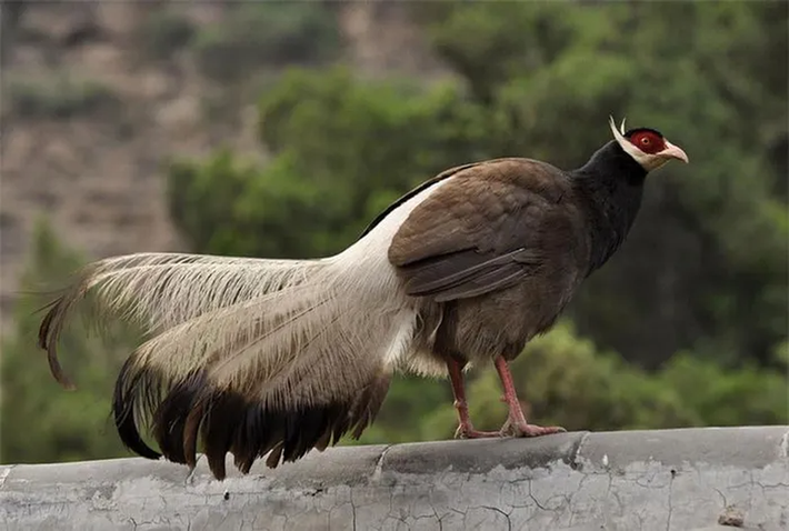 Gà lôi tai nâu trưởng thành có chiều dài từ 96 - 100cm.