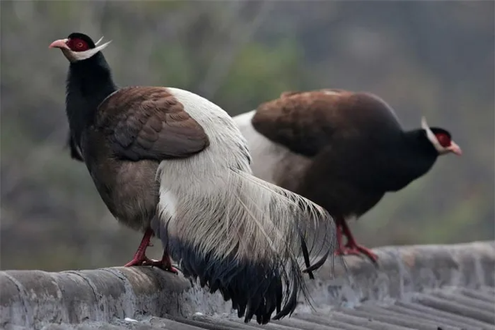 Chúng thường sống thành bầy đàn.